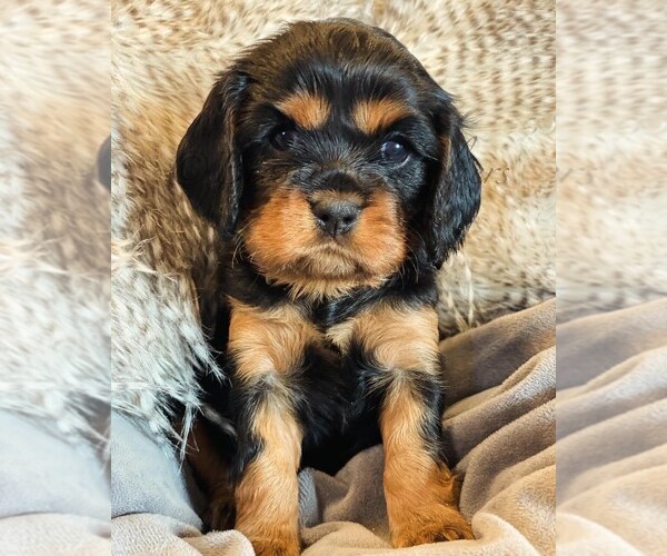 Medium Photo #6  Breeder Profile in IDAHO FALLS, ID, USA