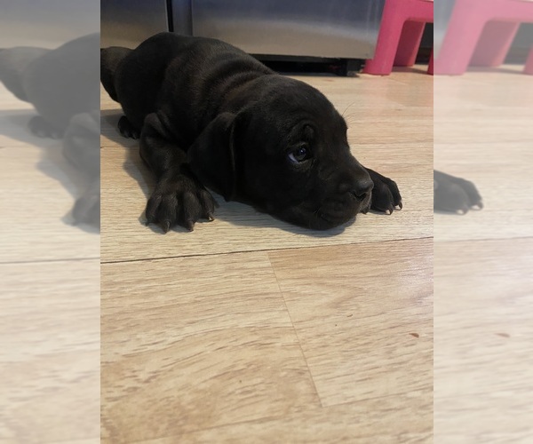 Medium Photo #8  Breeder Profile in DEMING, NM, USA