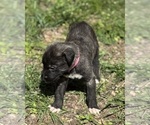 Small #20 Breeder Profile image