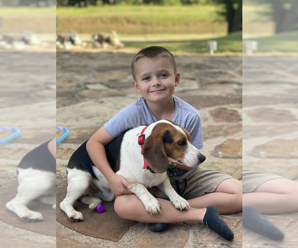 Medium Photo #1  Breeder Profile in PAWNEE, OK, USA