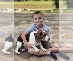 Beagle Dog Breeder near PAWNEE, OK, USA