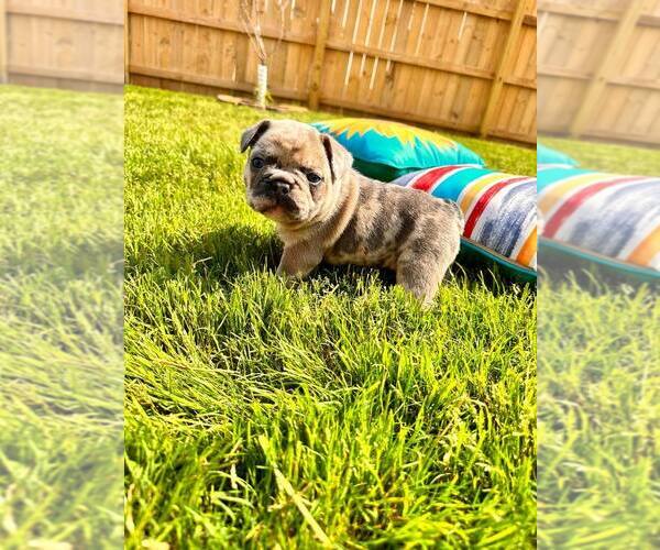 Medium Photo #3  Breeder Profile in MADISON, AL, USA