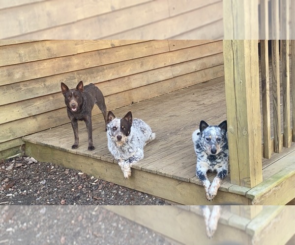 Medium Photo #1  Breeder Profile in FLOYD, VA, USA
