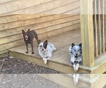Small breeder photo