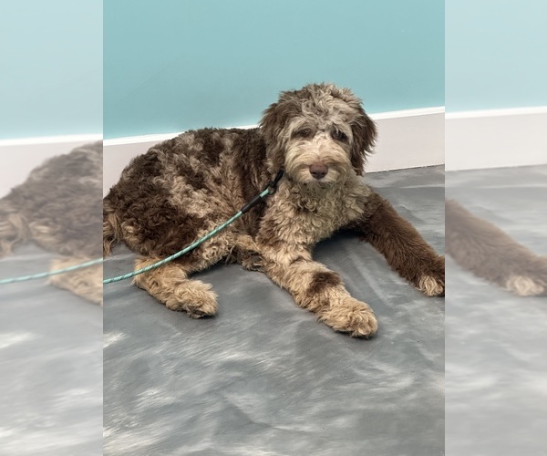 Medium Photo #13  Breeder Profile in LAKELAND, FL, USA