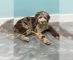Small #12 Breeder Profile image
