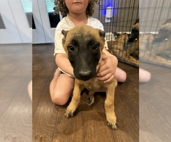 Medium Photo #27  Breeder Profile in ATHENS, AL, USA