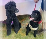 Small #2 Breeder Profile image