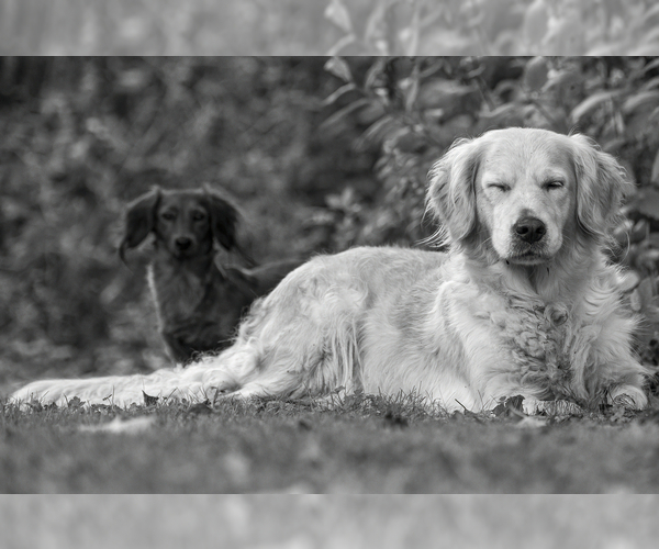 Medium Photo #27  Breeder Profile in ROWLEY, MA, USA