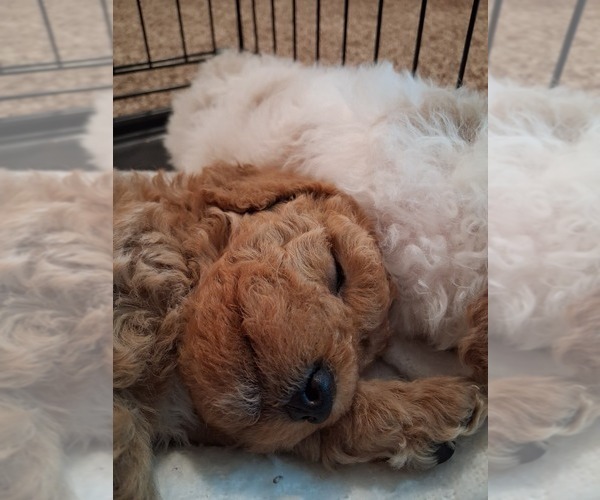 Medium Photo #74  Breeder Profile in GASTONIA, NC, USA