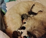 Small #2 Breeder Profile image