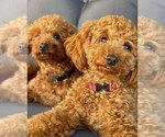 Small breeder photo