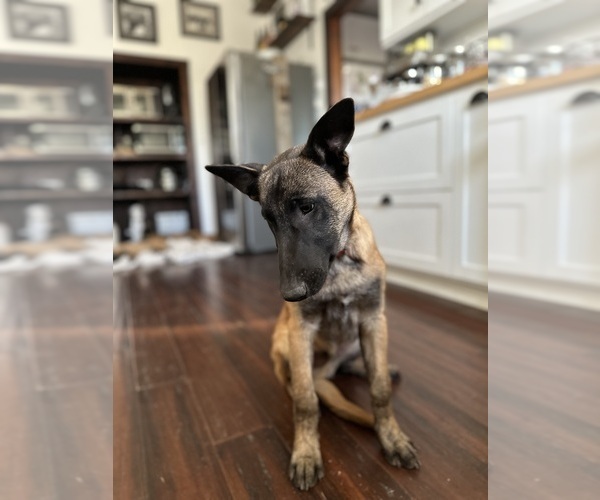 Medium Photo #25  Breeder Profile in WILLIAMS, CA, USA