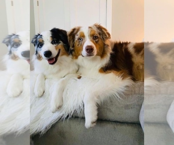 Medium Photo #1  Breeder Profile in BERTRAM, TX, USA