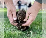 Small #2 Breeder Profile image