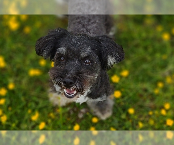 Medium Photo #13  Breeder Profile in BARREN SPRINGS, VA, USA