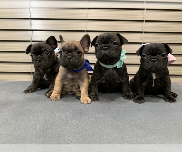 Medium Photo #1  Breeder Profile in WEST PLAINS, MO, USA