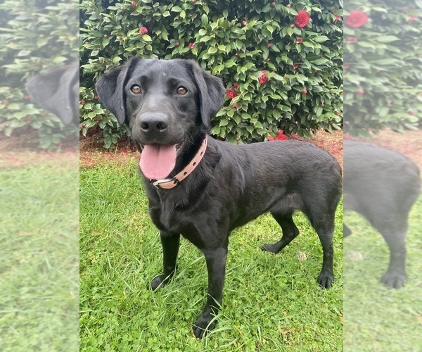 Medium Photo #16  Breeder Profile in CHARLOTTE, NC, USA