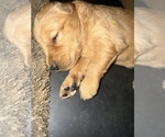 Small #9 Breeder Profile image