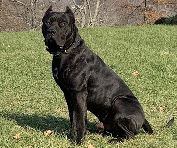 Medium Photo #1  Breeder Profile in VERONA, KY, USA