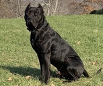 Small breeder photo