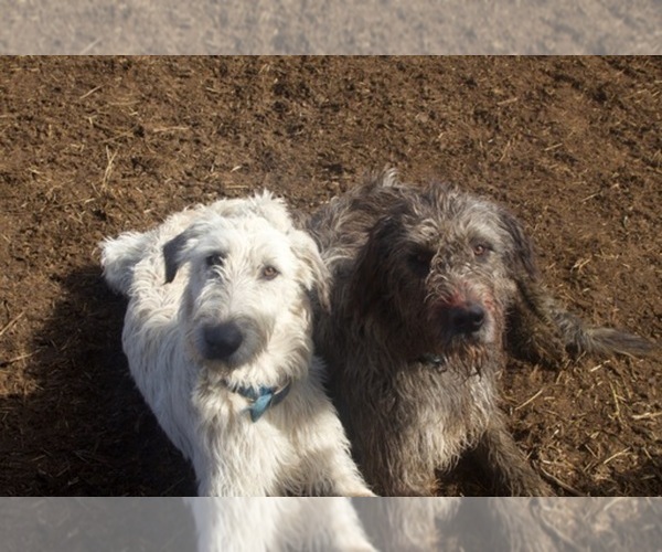Medium Photo #1  Breeder Profile in BLACKFOOT, ID, USA