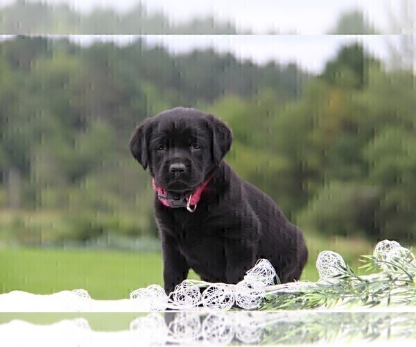 Medium Photo #11  Breeder Profile in HYDE PARK, VT, USA