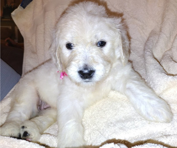 Medium Photo #18  Breeder Profile in ATHENS, TN, USA