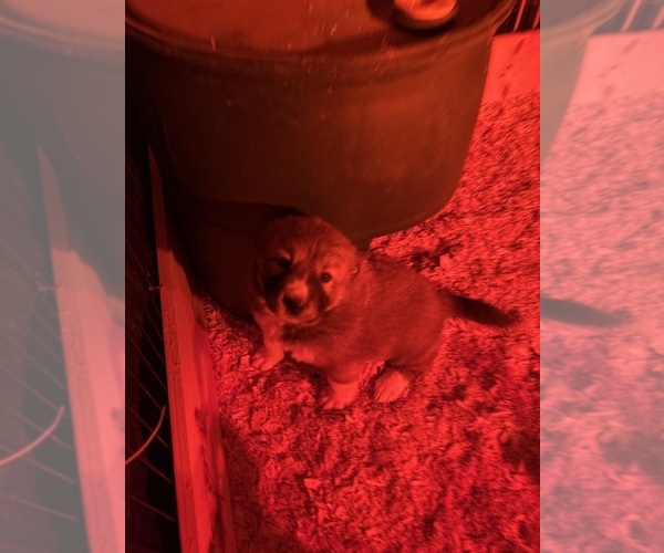 Medium Photo #2  Breeder Profile in QUARTZ HILL, CA, USA