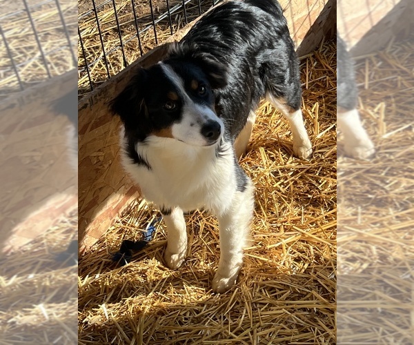 Medium Photo #13  Breeder Profile in BAKER CITY, OR, USA