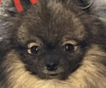 Small #1 Breeder Profile image