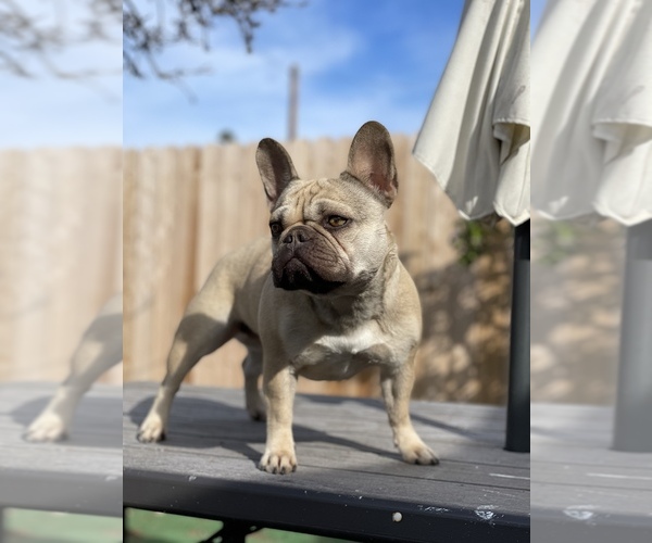 Medium Photo #1  Breeder Profile in LOMPOC, CA, USA