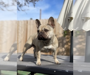 French Bulldog Dog Breeder in LOMPOC,  USA
