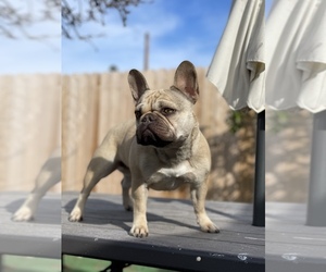 French Bulldog Dog Breeder near LOMPOC, CA, USA