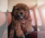 Small breeder photo