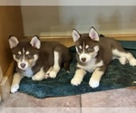 Small Photo #10  Breeder Profile in FORT WAYNE, IN, USA