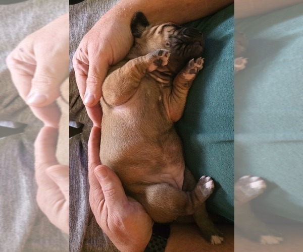 Medium Photo #20  Breeder Profile in ALBA, TX, USA