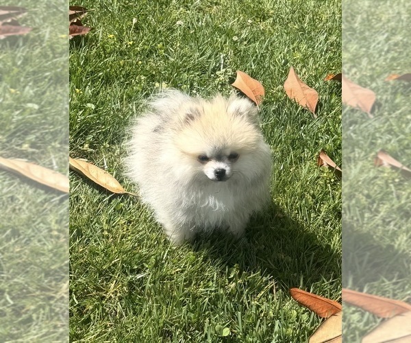 Medium Photo #25  Breeder Profile in KENNESAW, GA, USA