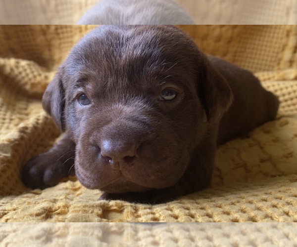 Medium Photo #10  Breeder Profile in CHARLOTTE, NC, USA