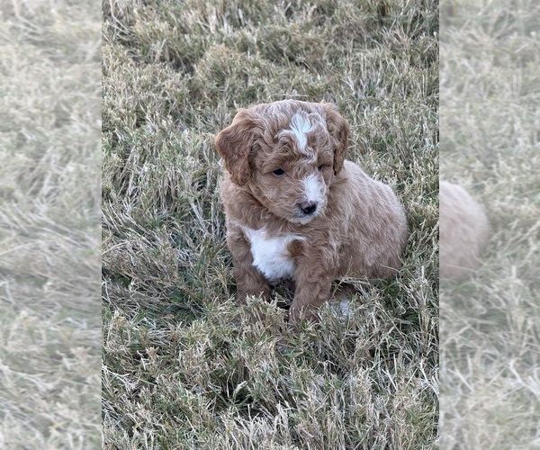 Medium Photo #15  Breeder Profile in SPICEWOOD, TX, USA