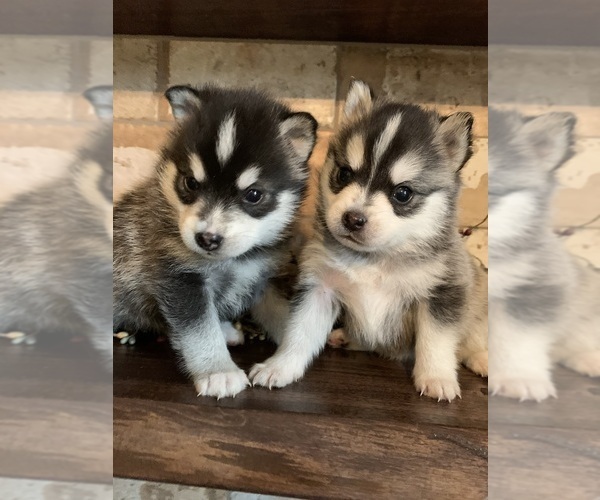 Medium Photo #46  Breeder Profile in STAPLES, MN, USA