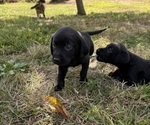 Small #1 Breeder Profile image