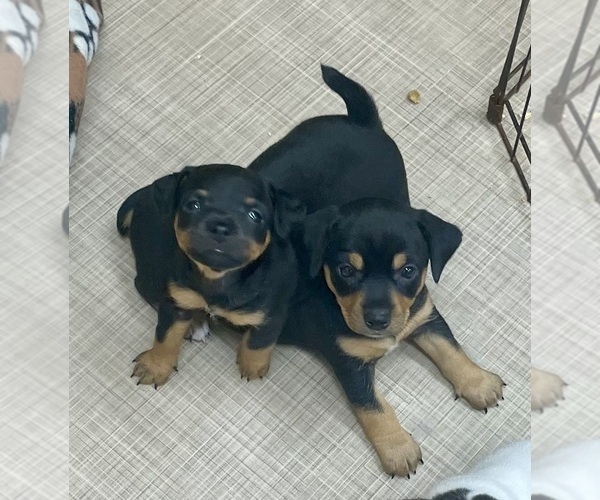 Medium Photo #32  Breeder Profile in WHITAKERS, NC, USA