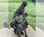 Small #4 Breeder Profile image