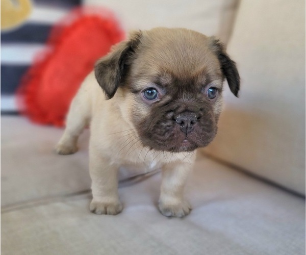 Medium Photo #17  Breeder Profile in LAS VEGAS, NV, USA