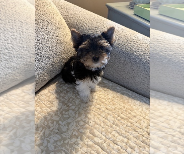 Medium Photo #7  Breeder Profile in DARLINGTON, SC, USA