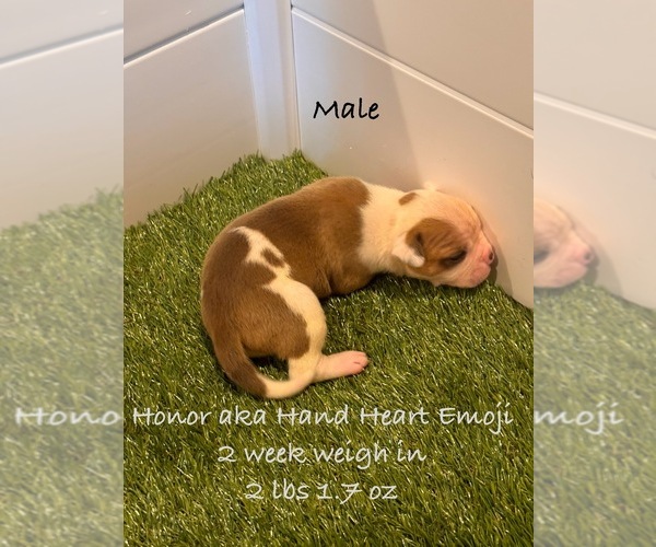Medium Photo #8  Breeder Profile in GRAY, GA, USA