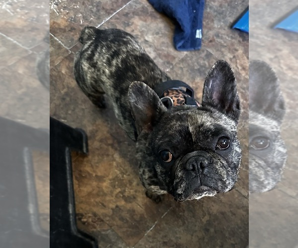Medium Photo #13  Breeder Profile in MARICOPA, AZ, USA