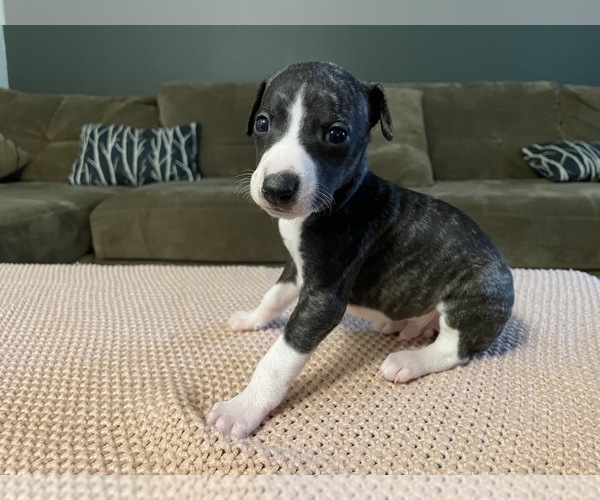 Medium Photo #2  Breeder Profile in OKLAHOMA CITY, OK, USA