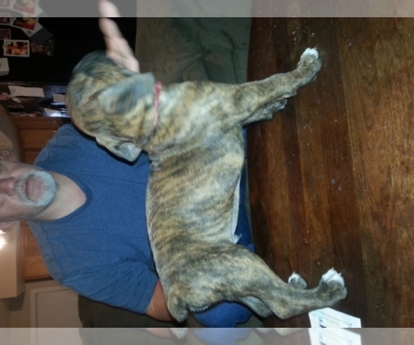 Medium Photo #1  Breeder Profile in TRENTON, FL, USA